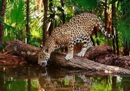 selva_ok